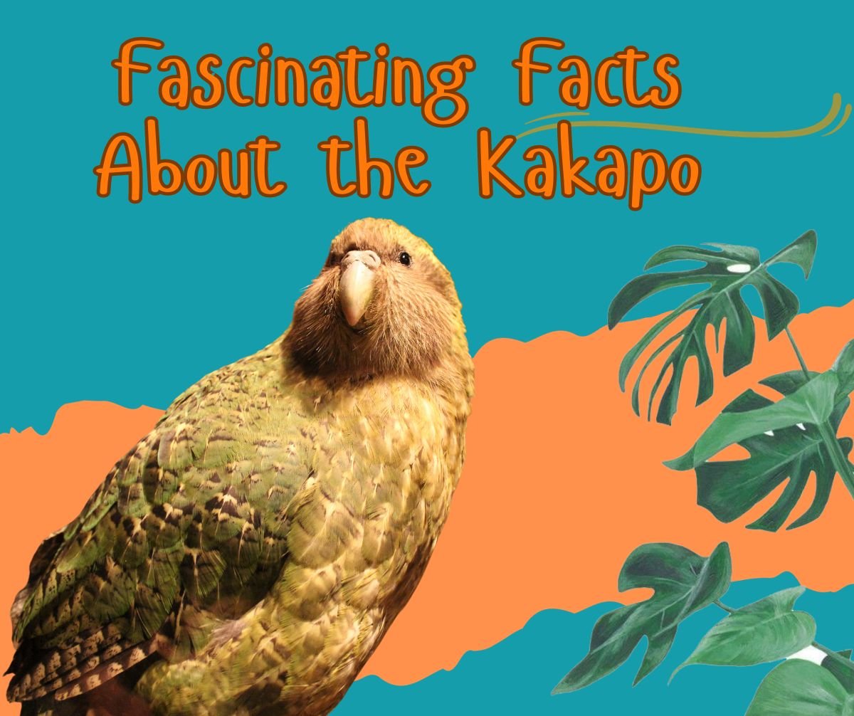 Fascinating Facts About the Kakapo: A Parrot Like No Other – Ideas24